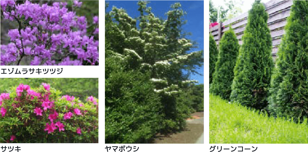 複数の植物の写真